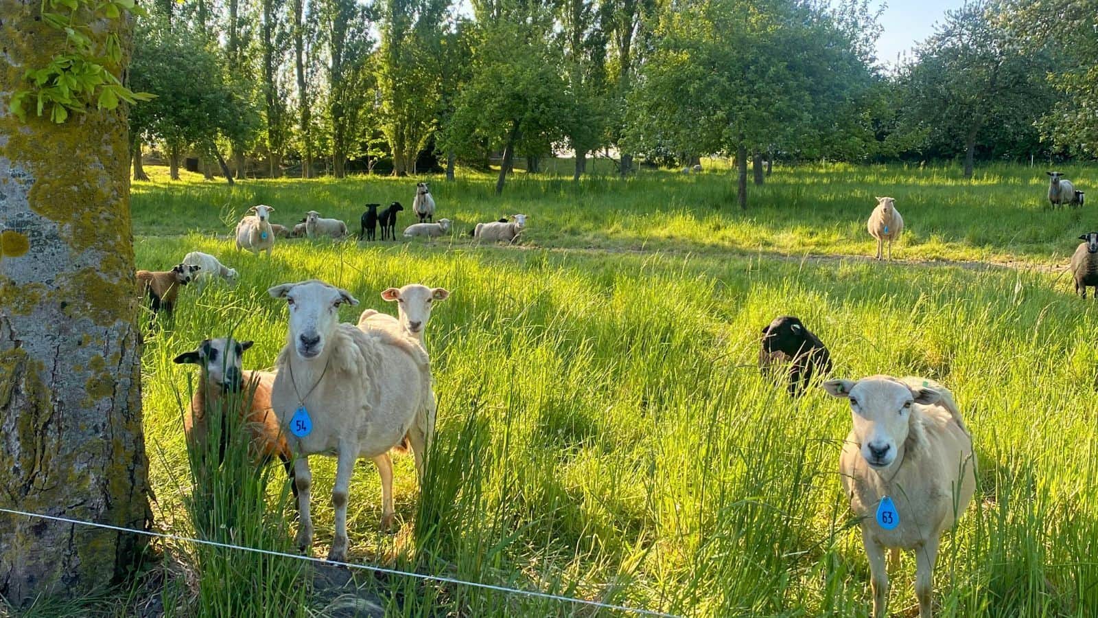 Leven op de boerderij